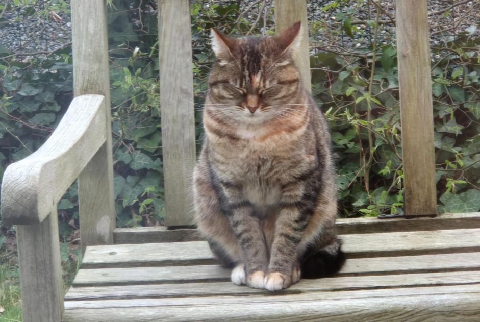 Disappearance alert Cat  Female , 6 years Mortagne-au-Perche France