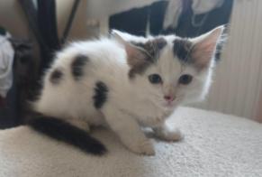 Discovery alert Cat Unknown Maslacq France
