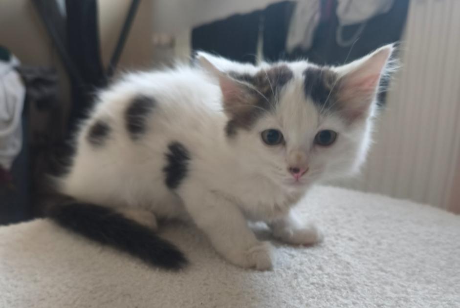 Discovery alert Cat Unknown Maslacq France