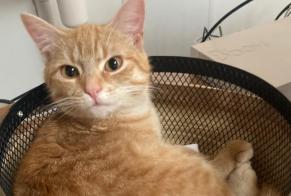 Disappearance alert Cat Female , 1 years Saint-Hilaire-de-Riez France