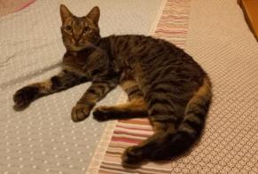 Disappearance alert Cat miscegenation  Male , 8 years Le Perreux-sur-Marne France