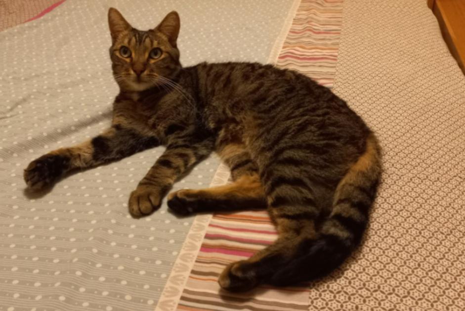 Disappearance alert Cat miscegenation  Male , 8 years Le Perreux-sur-Marne France