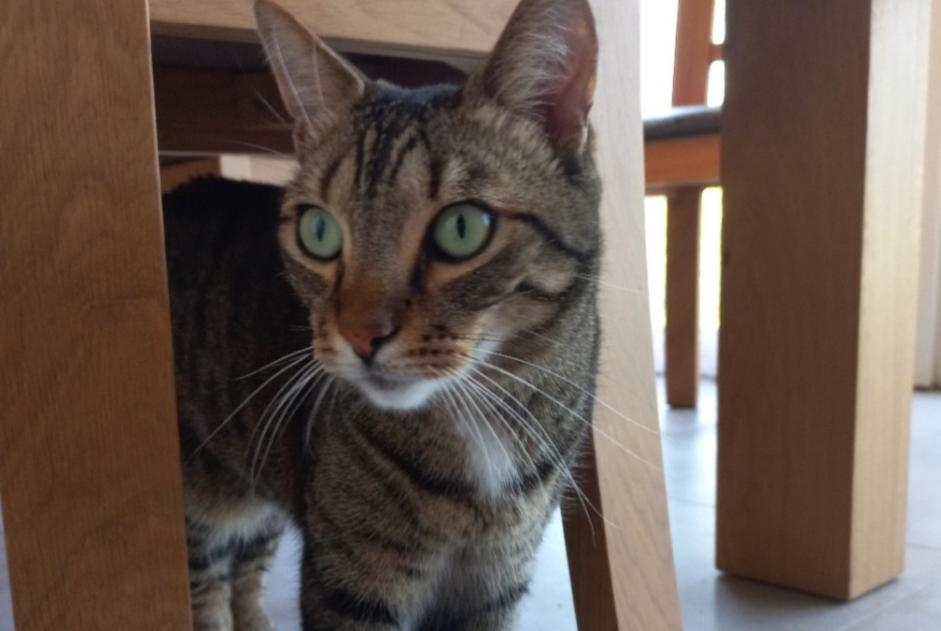 Disappearance alert Cat miscegenation  Male , 8 years Le Perreux-sur-Marne France