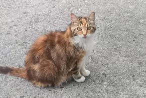 Discovery alert Cat Unknown , 3 years Tergnier France
