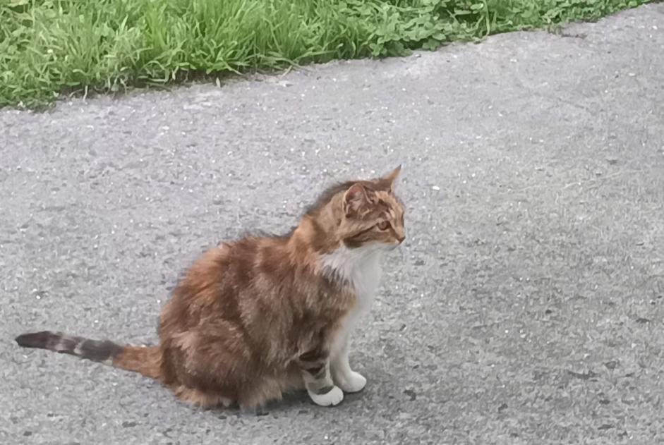 Discovery alert Cat Unknown , 3 years Tergnier France