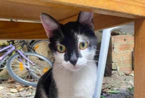 Discovery alert Cat Unknown Aix-en-Provence France