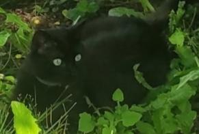 Disappearance alert Cat  Female , 3 years Desingy France