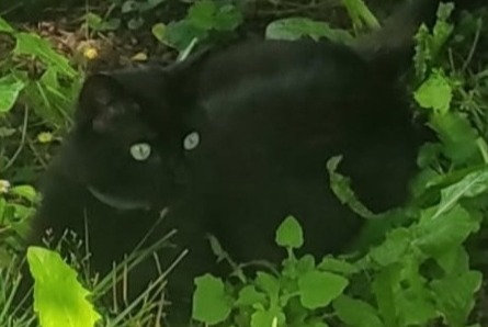 Disappearance alert Cat  Female , 3 years Desingy France