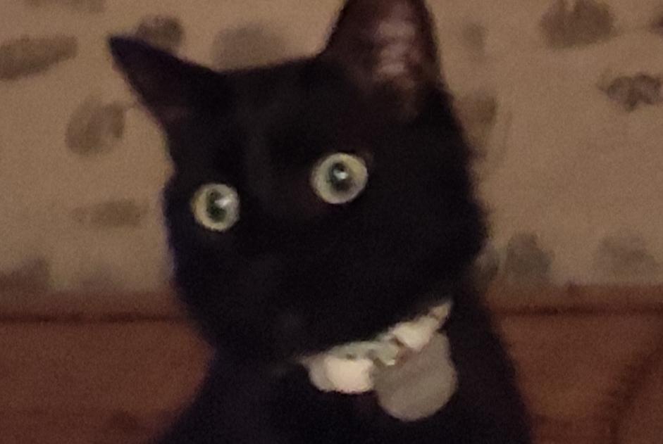 Disappearance alert Cat  Female , 3 years Desingy France