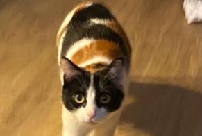 Disappearance alert Cat  Female , 3 years Toulouse France
