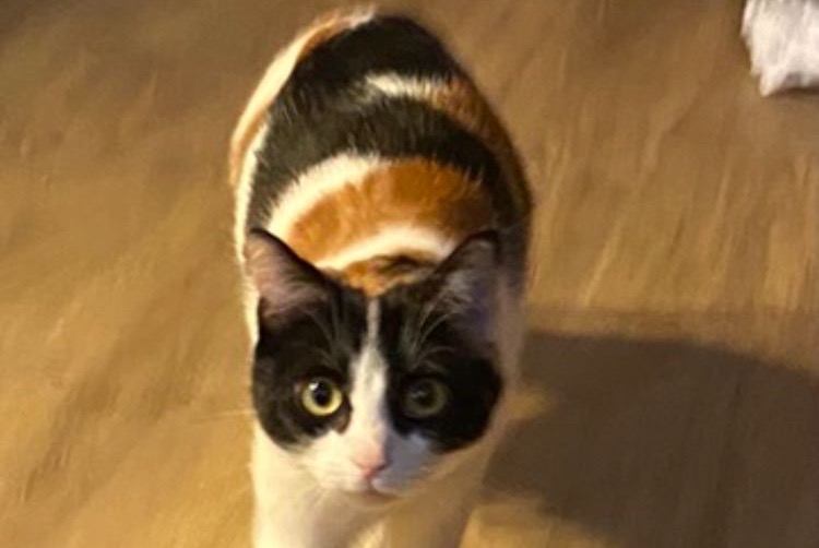 Disappearance alert Cat  Female , 3 years Toulouse France