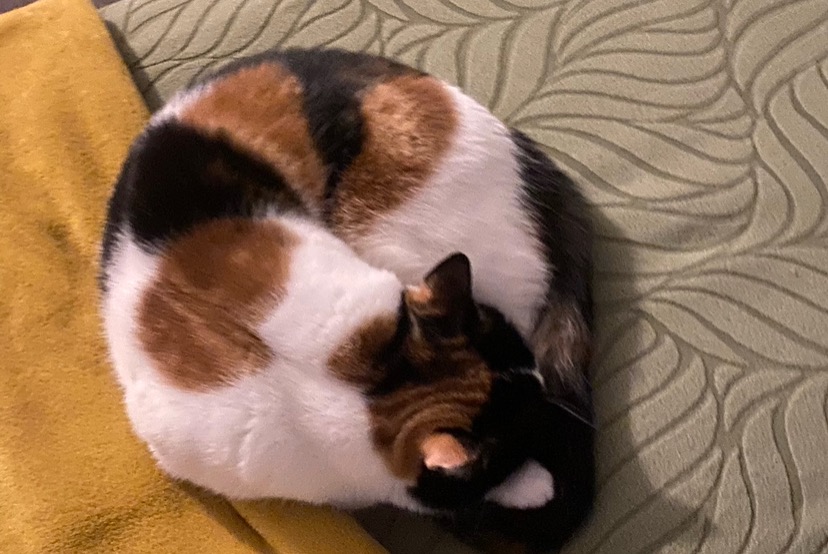 Disappearance alert Cat  Female , 3 years Toulouse France
