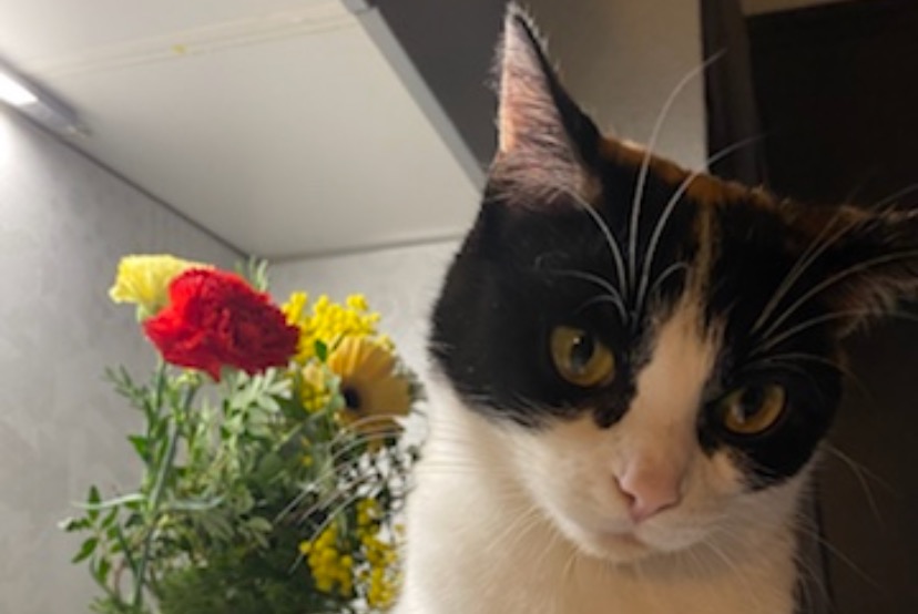 Disappearance alert Cat  Female , 3 years Toulouse France