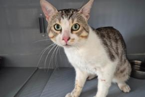 Discovery alert Cat  Male , 1 year Poissy France