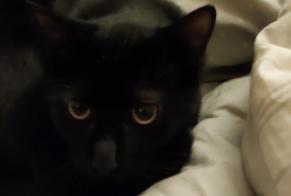 Disappearance alert Cat Male , 1 years Lyon France