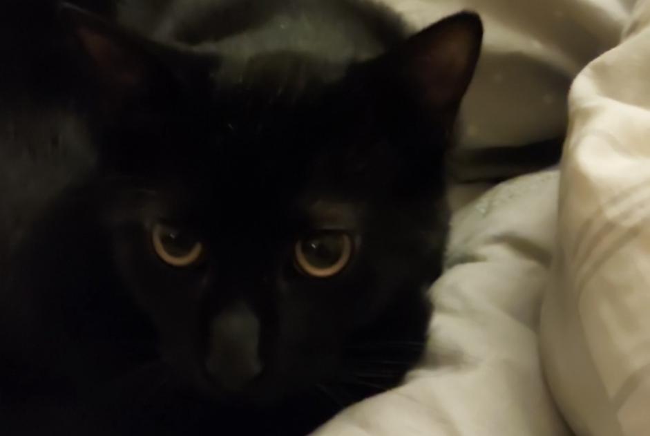 Disappearance alert Cat Male , 1 years Lyon France