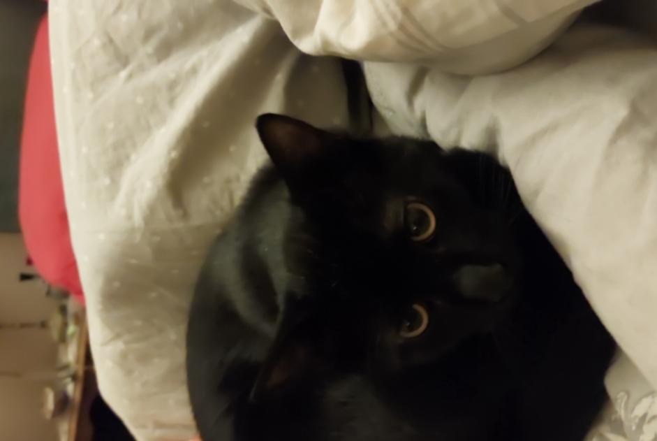 Disappearance alert Cat Male , 1 years Lyon France