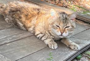 Discovery alert Cat  Unknown Forcalquier France