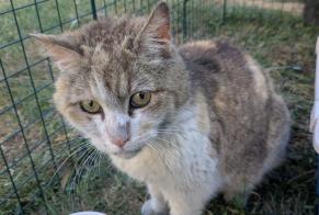 Discovery alert Cat Unknown Montargis France