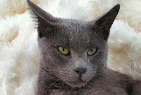 Disappearance alert Cat  Male , 2 years Lavernay France