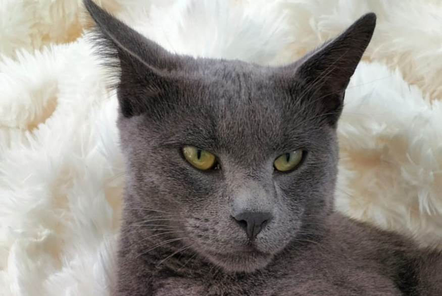 Disappearance alert Cat  Male , 2 years Lavernay France
