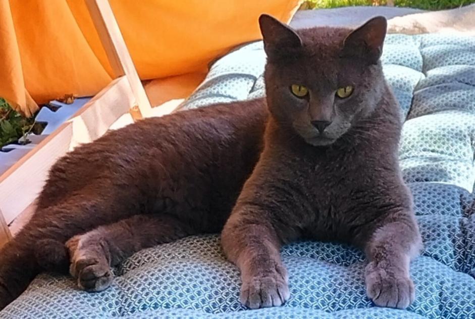 Disappearance alert Cat  Male , 2 years Lavernay France