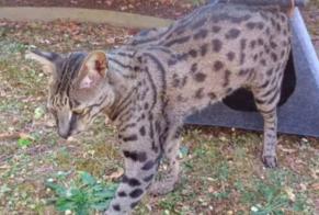 Disappearance alert Cat miscegenation  Male , 3 years Ballainvilliers France
