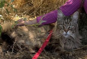 Disappearance alert Cat  Male , 11 years Soulac-sur-Mer France