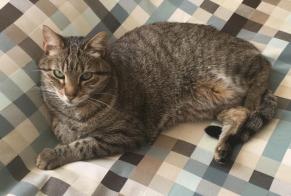 Disappearance alert Cat Male , 12 years Nantes France