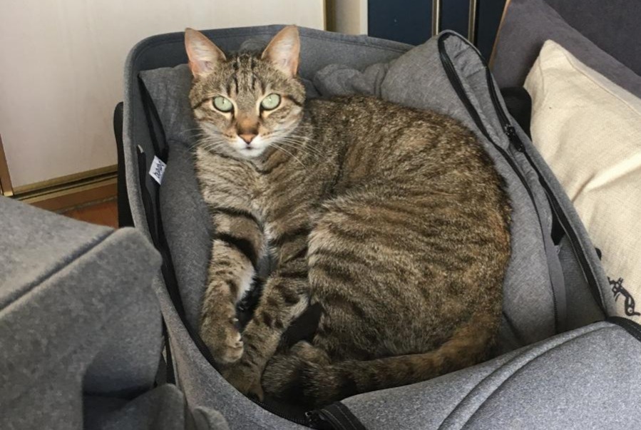 Disappearance alert Cat Male , 12 years Nantes France