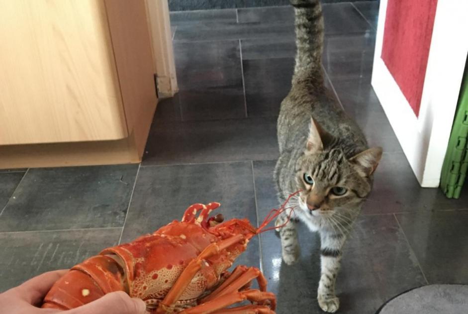 Disappearance alert Cat Male , 12 years Nantes France
