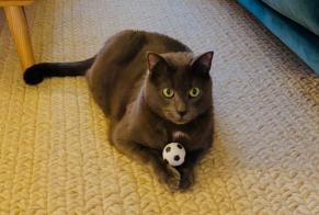 Disappearance alert Cat miscegenation  Male , 3 years Sainte-Adresse France