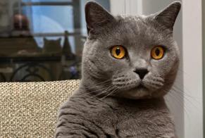 Disappearance alert Cat  Male , 6 years Erquy France