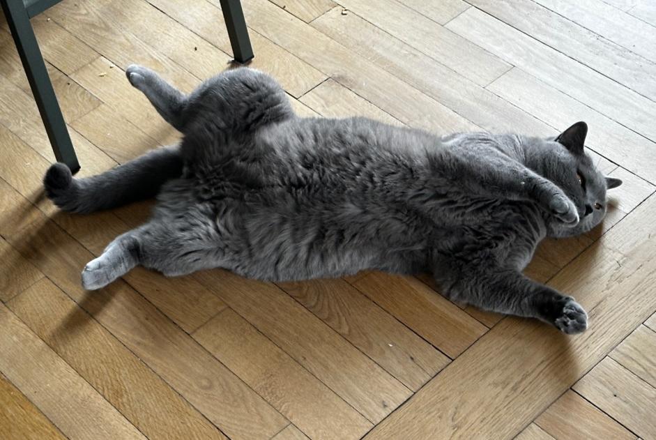 Disappearance alert Cat  Male , 6 years Erquy France