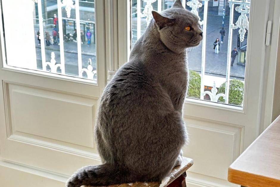 Disappearance alert Cat  Male , 6 years Erquy France