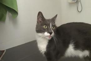 Discovery alert Cat Male Reims France
