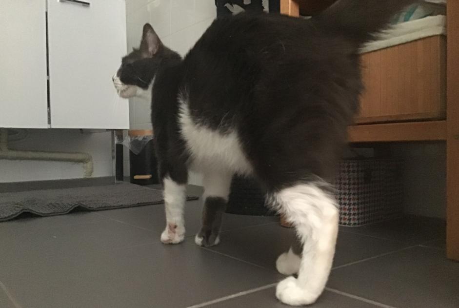 Discovery alert Cat Male Reims France