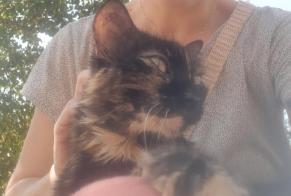 Discovery alert Cat Unknown Toulouse France