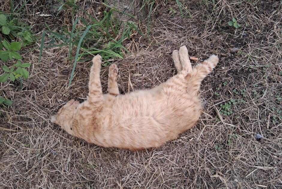 Discovery alert Cat Unknown Les Champs-Géraux France