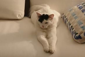 Disappearance alert Cat  Male , 1 years Saint-Raphaël France