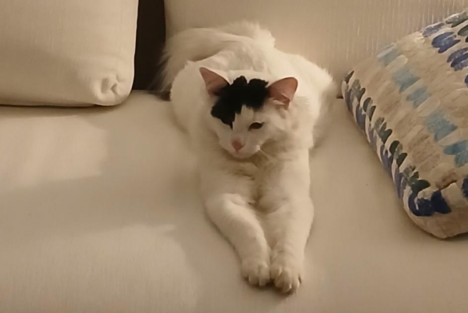 Disappearance alert Cat  Male , 1 years Saint-Raphaël France