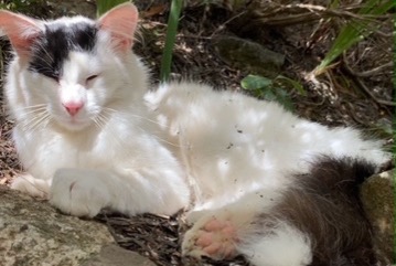 Disappearance alert Cat  Male , 1 years Saint-Raphaël France