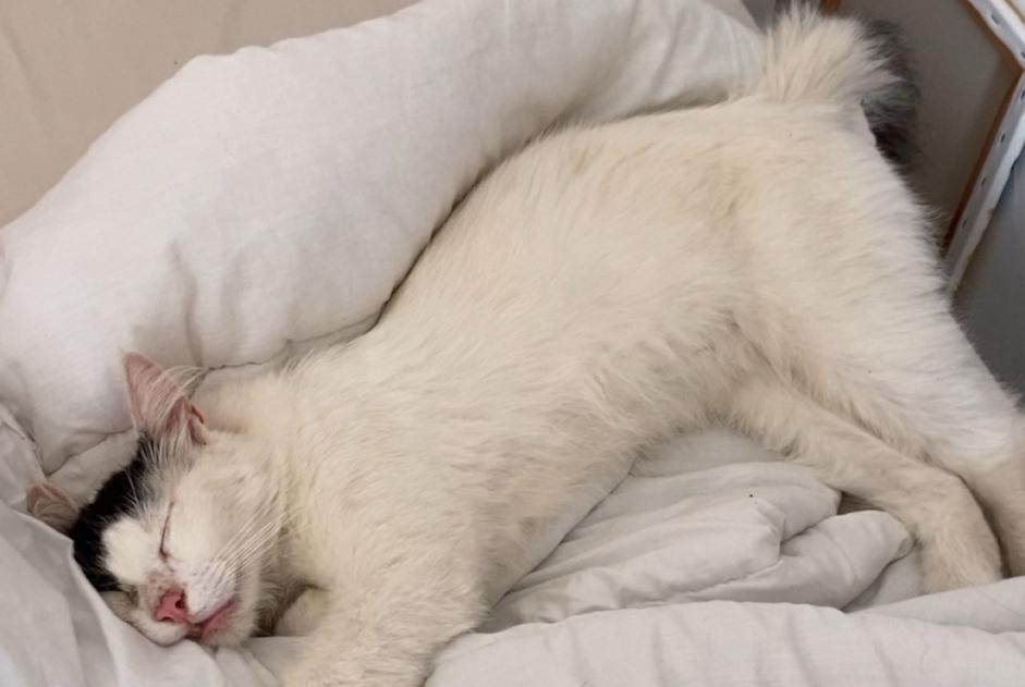 Disappearance alert Cat  Male , 1 years Saint-Raphaël France