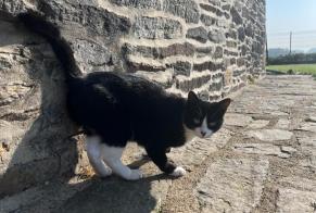 Disappearance alert Cat  Female , 2 years Pluméliau-Bieuzy France