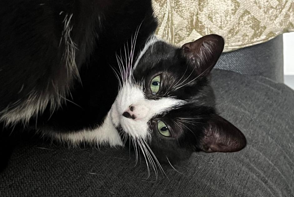 Disappearance alert Cat  Female , 2 years Pluméliau-Bieuzy France