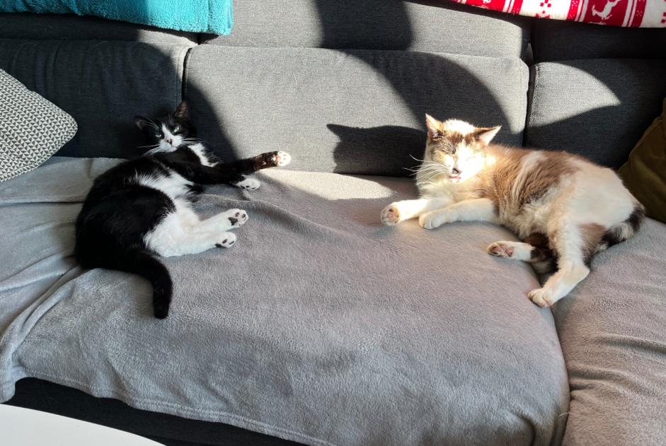 Disappearance alert Cat  Female , 2 years Pluméliau-Bieuzy France
