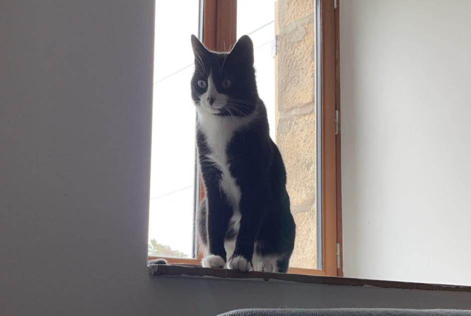 Disappearance alert Cat  Female , 2 years Pluméliau-Bieuzy France