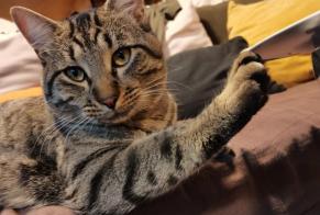 Disappearance alert Cat Male , 1 years Saint-Étienne-du-Grès France
