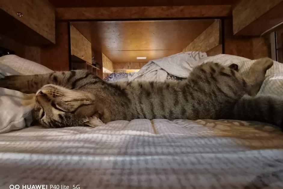 Disappearance alert Cat Male , 1 years Saint-Étienne-du-Grès France