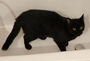 Disappearance alert Cat miscegenation  Male , 1 years Toulouse France